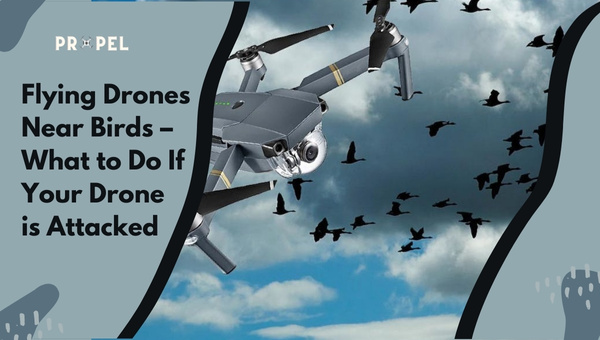 How To Fly Drones Safely Near Birds: Complete Safety Guide 2026