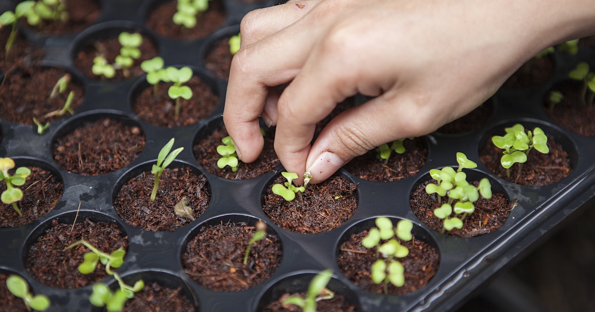 Best Indoor Smart Gardens with LED Lights