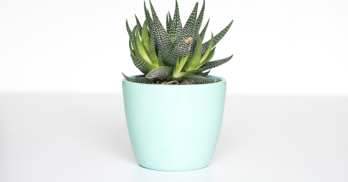 Best Decorative Ceramic Planters 2026: 12 Models Tested