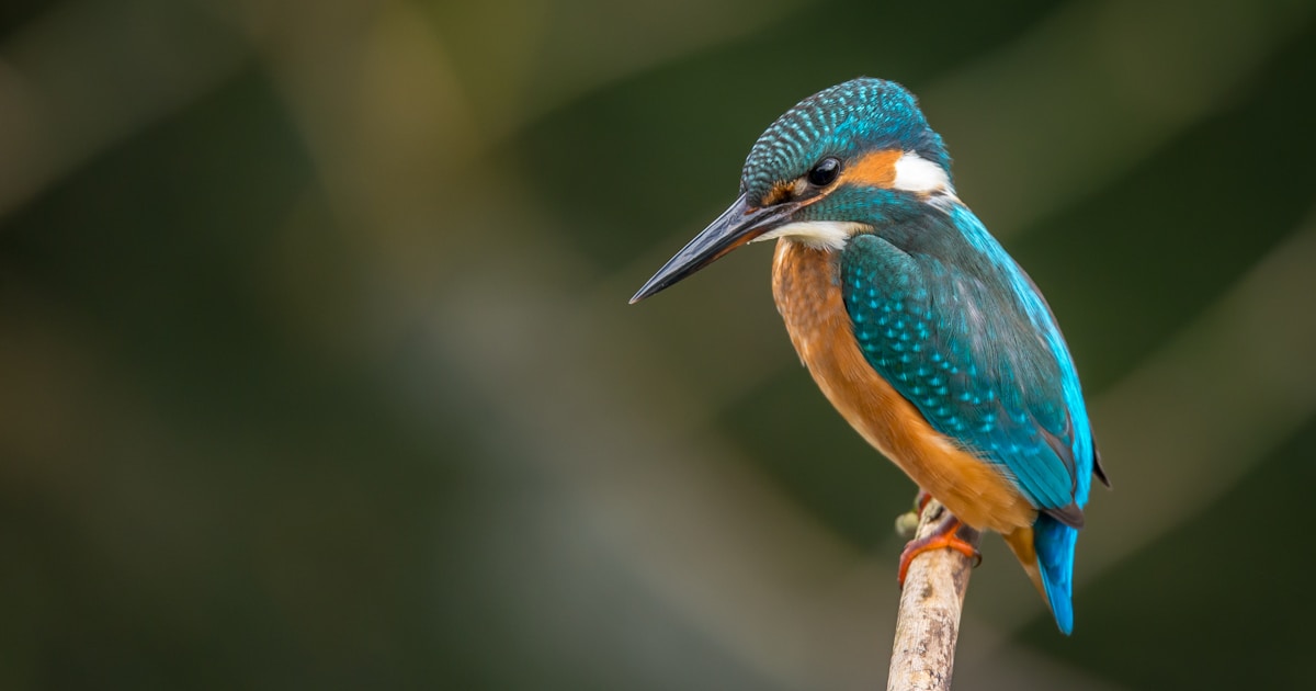 Best Smart Bird Feeders with Cameras 2026: 4 Models Tested