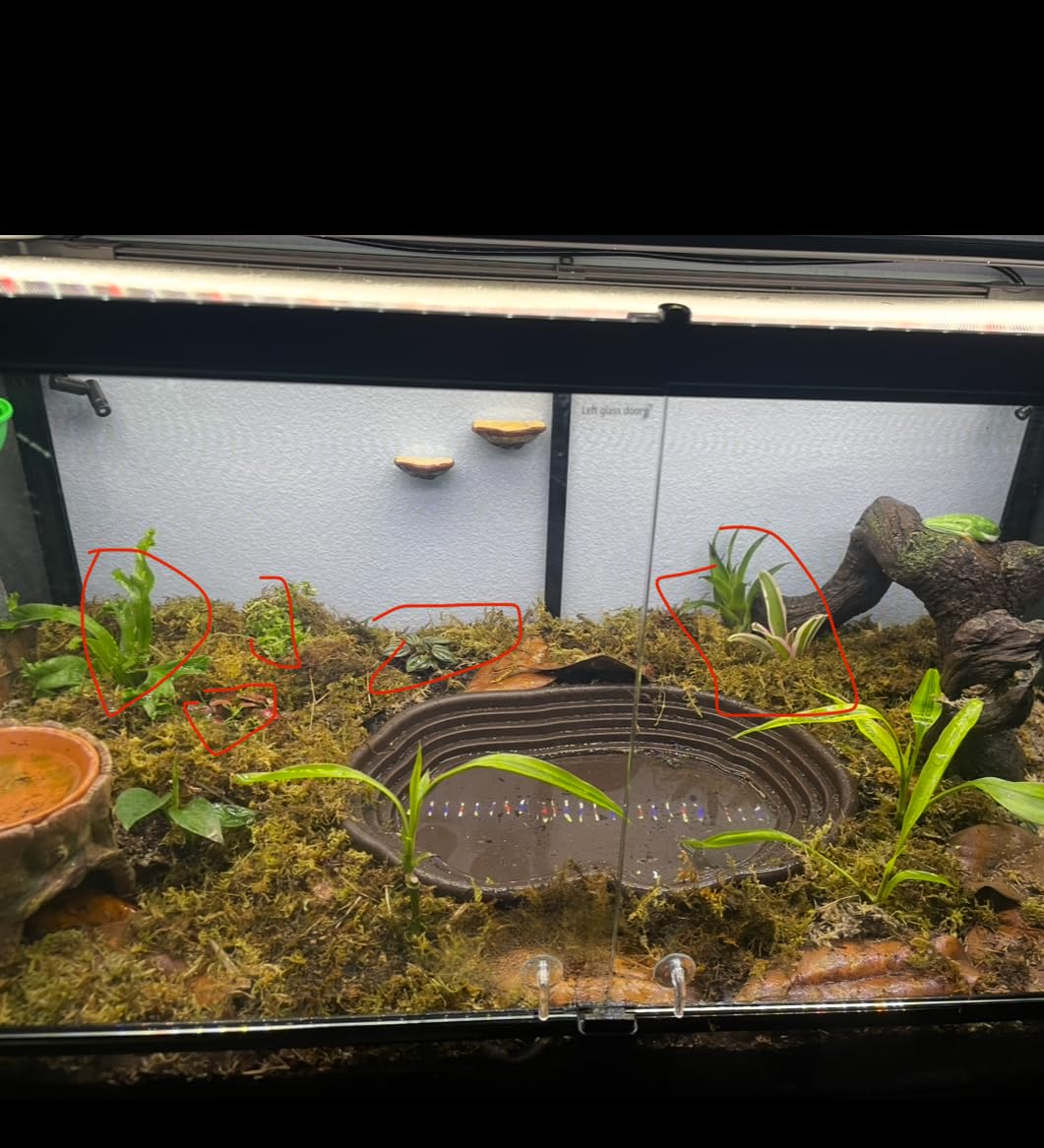 Josh's Frogs 20 Gallon Tropical Vivarium Plant Kit customer photo 1