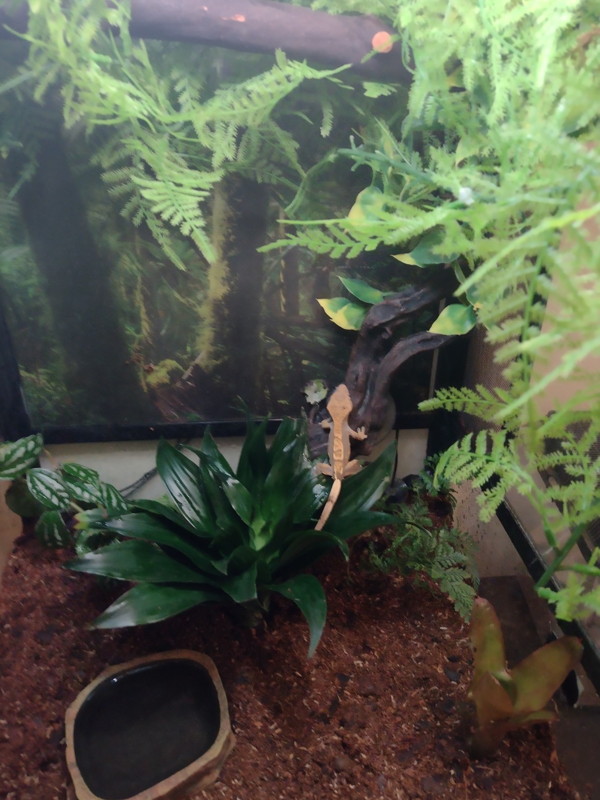 Josh's Frogs 18x18x25 Crested Gecko Vivarium Plant Kit customer photo 1