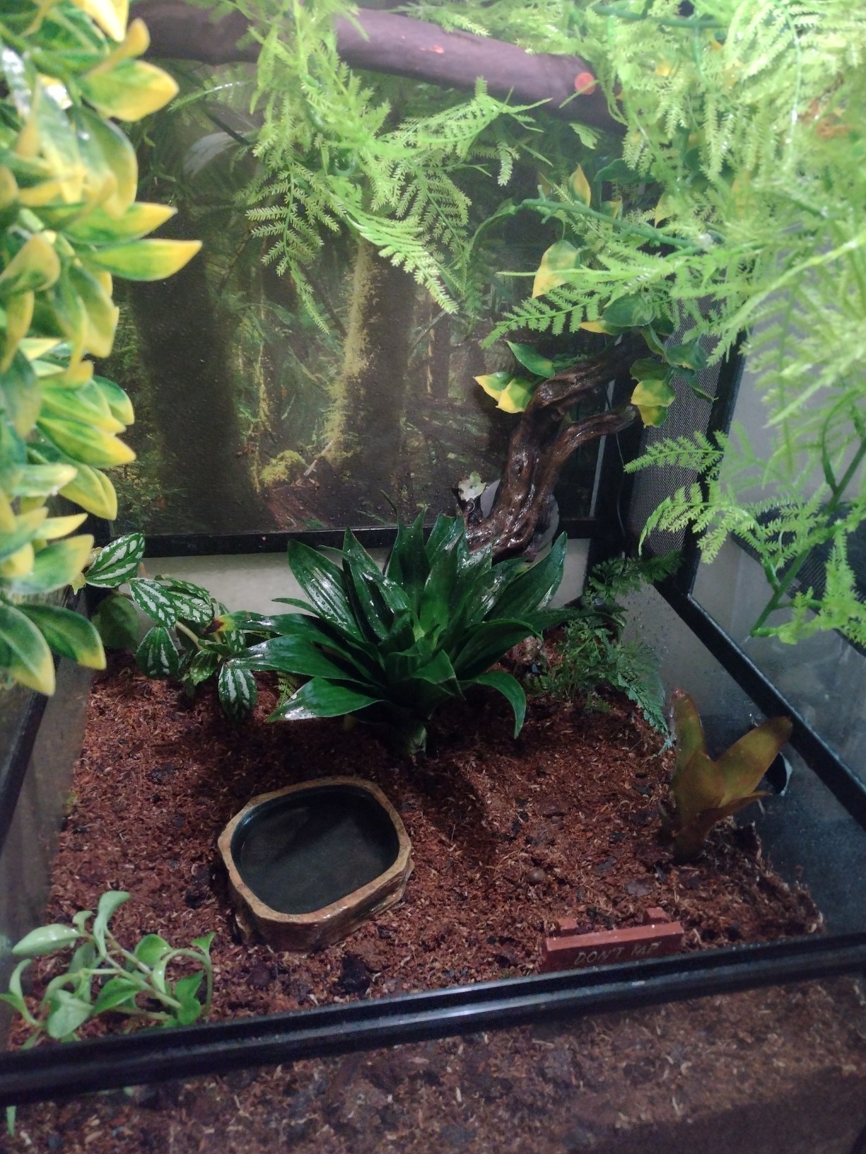 Josh's Frogs 18x18x25 Crested Gecko Vivarium Plant Kit customer photo 2