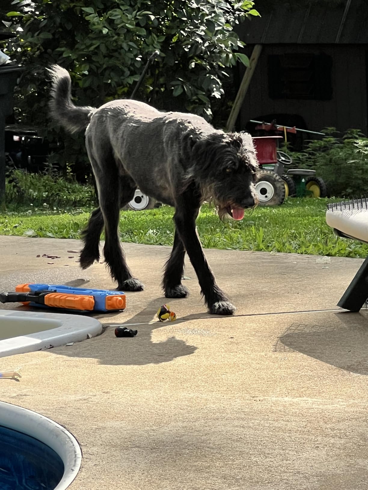 WAHL Professional Animal Bravura Lithium Ion Clipper - Pet, Dog, Cat, and Horse Corded / Cordless Clipper Kit, Turquoise (41870-0438) customer photo 1
