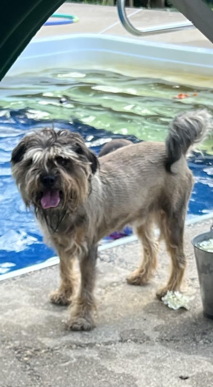 WAHL Professional Animal Bravura Lithium Ion Clipper - Pet, Dog, Cat, and Horse Corded / Cordless Clipper Kit, Turquoise (41870-0438) customer photo 2