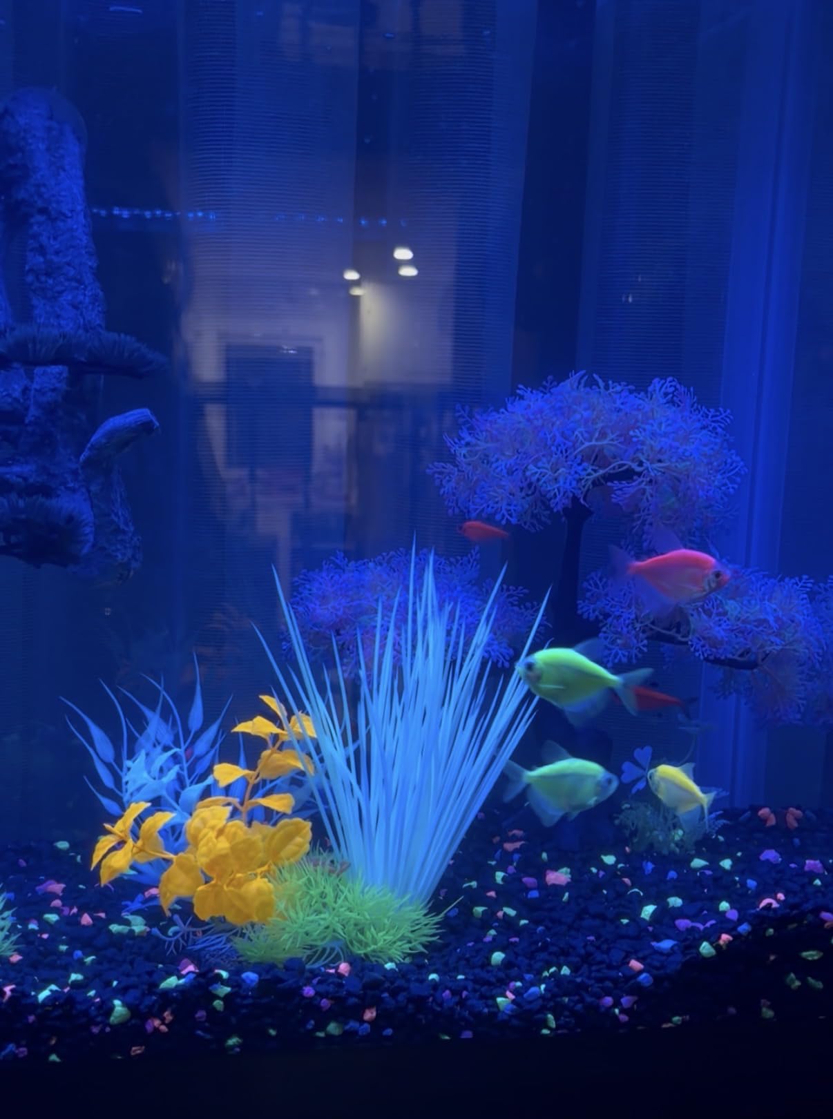 SeaChem Large Aquarium Fish Tank Filter, Tidal 55 Gallon by Sicce customer photo 1