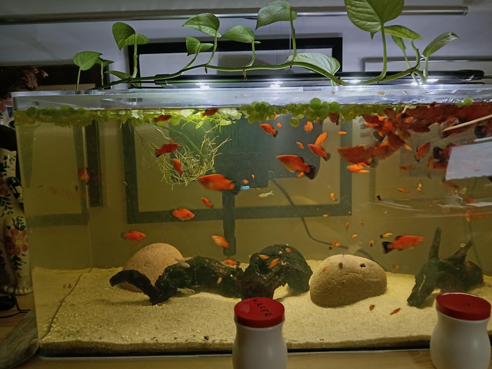 SeaChem Large Aquarium Fish Tank Filter, Tidal 75 Gallon by Sicce customer photo 2