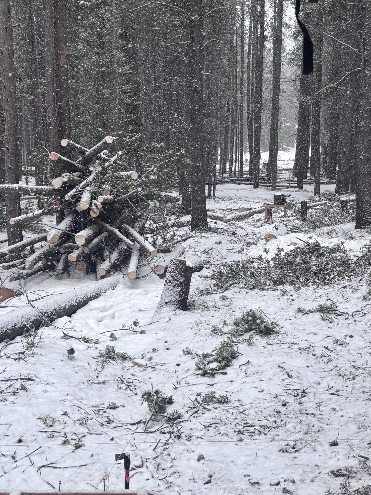 Granberg G778-36 Alaskan MKIV Chainsaw Mill, 36-Inch Portable Sawmill Guide customer photo 1