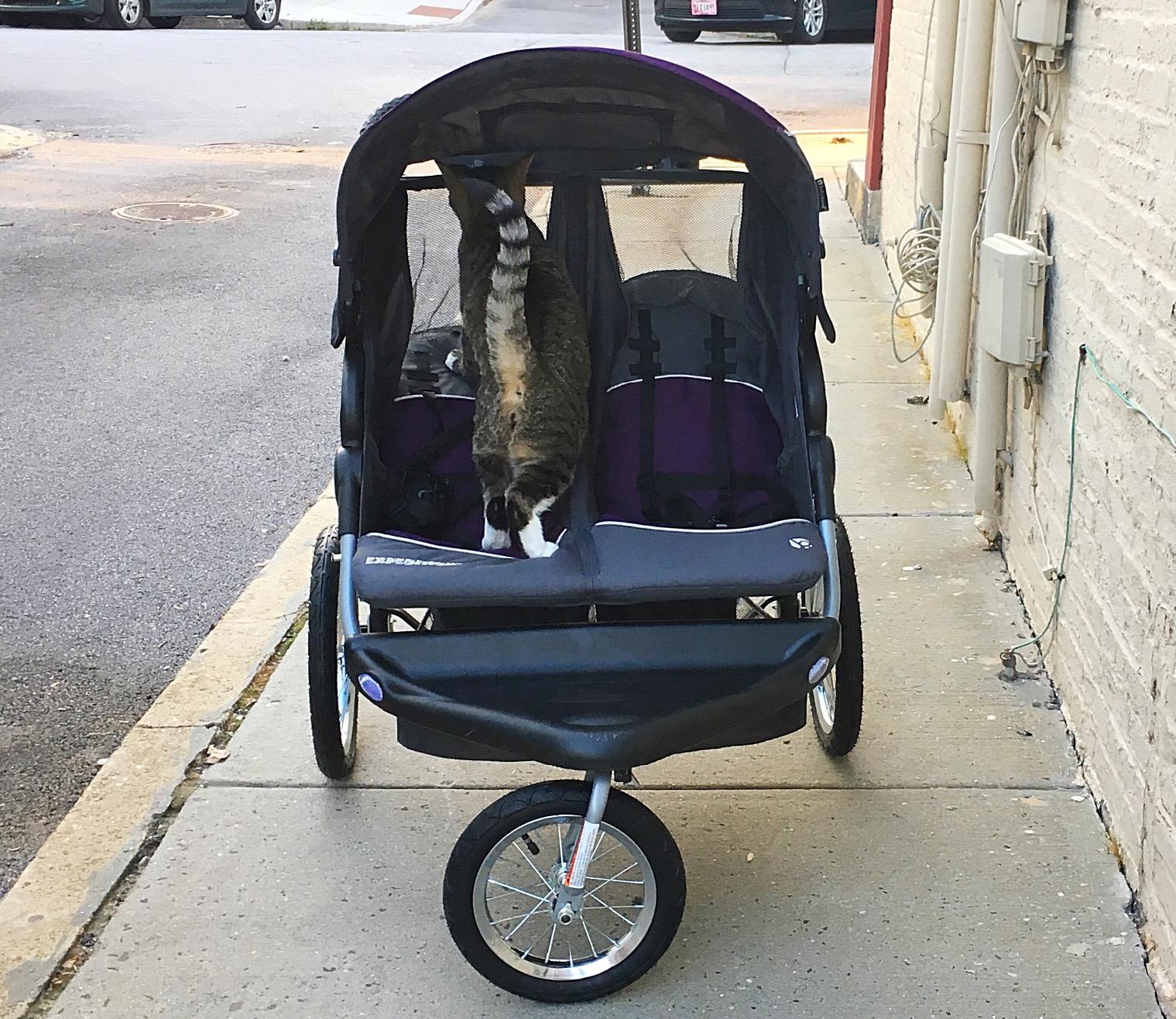 Baby Trend Expedition Double Jogger Stroller, Griffin customer photo 1