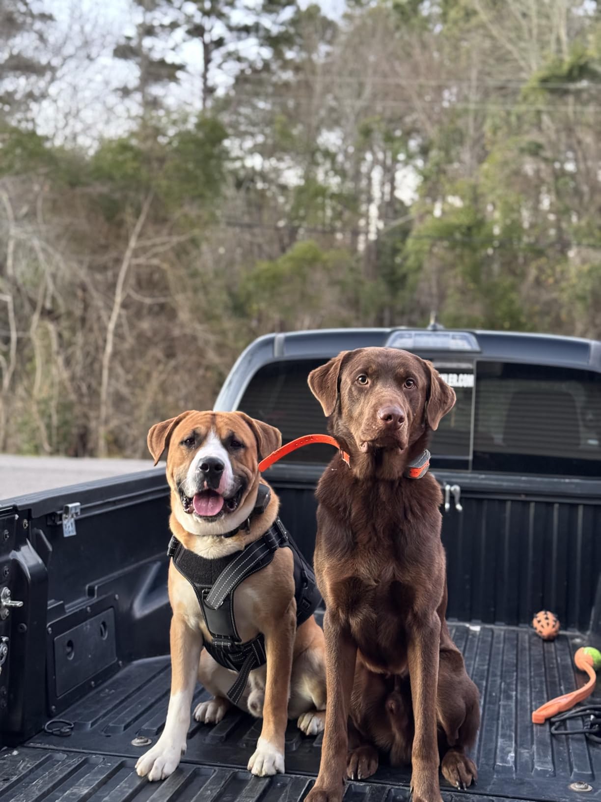 SportDOG SportHunter 825X Remote Dog Training Collar - 1/2 Mile Range, 21 Static Levels, Tone & Vibration, No-Look Dial, DryTek Waterproof, Up to 70 Hrs Battery Life, Expandable to 3 Dogs customer photo 2