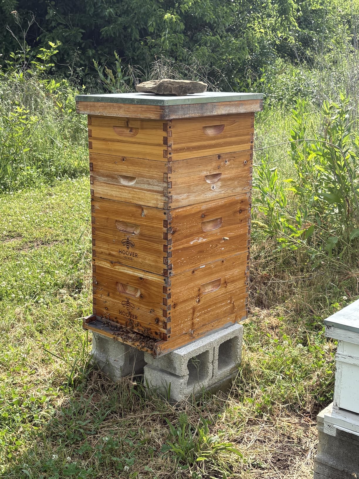 The Original Beeswax Coated Beehive Kit. Includes 2 Deep & 1 Medium Boxes with 10 Wooden Frames & Heavy Wax Coated Foundations. Easy Assembly with Predrilled Holes& Screws (Unassembled) customer photo 2