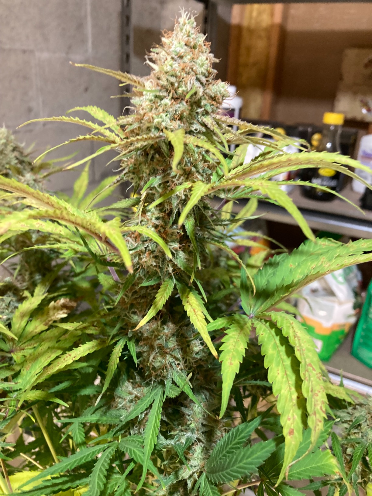 Spider Farmer 150W TS1000 LED Grow Light for Indoor Plants Full Spectrum, Patented Reflective Hood, Dimmable & Silent Fanless, Daisy-Chain Link, Uniform Light for 2x2/3x3 Grow Tent, Veg to Bloom customer photo 1