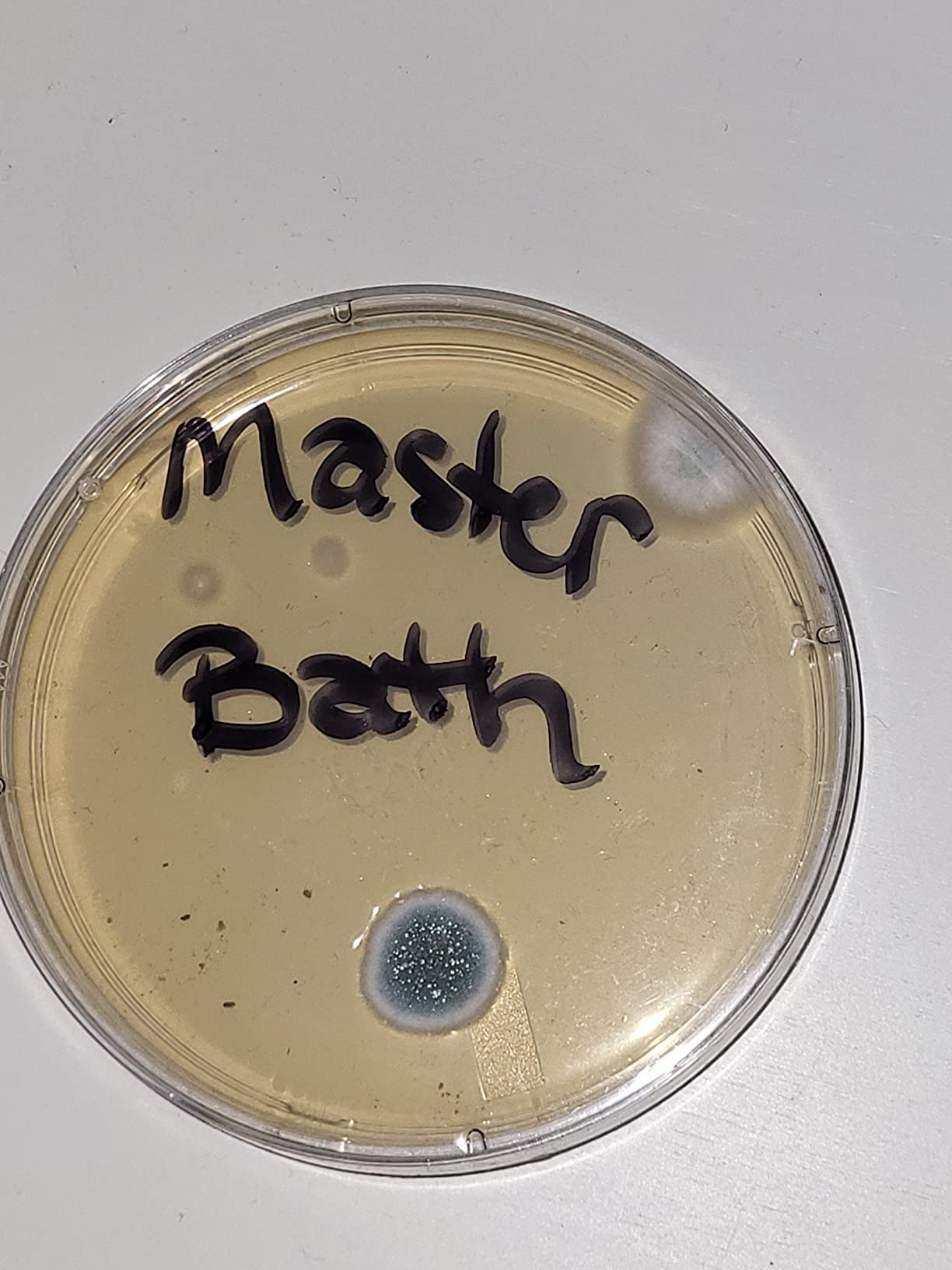 Evviva Sciences Mold Test Kit for Home - 10 Easy Detection Tests w/Optional Lab Analysis (Extra Fee), Test HVAC System, Surfaces, & Indoor Air Quality Testing Kit - Downloadable Mold Information Guide customer photo 2