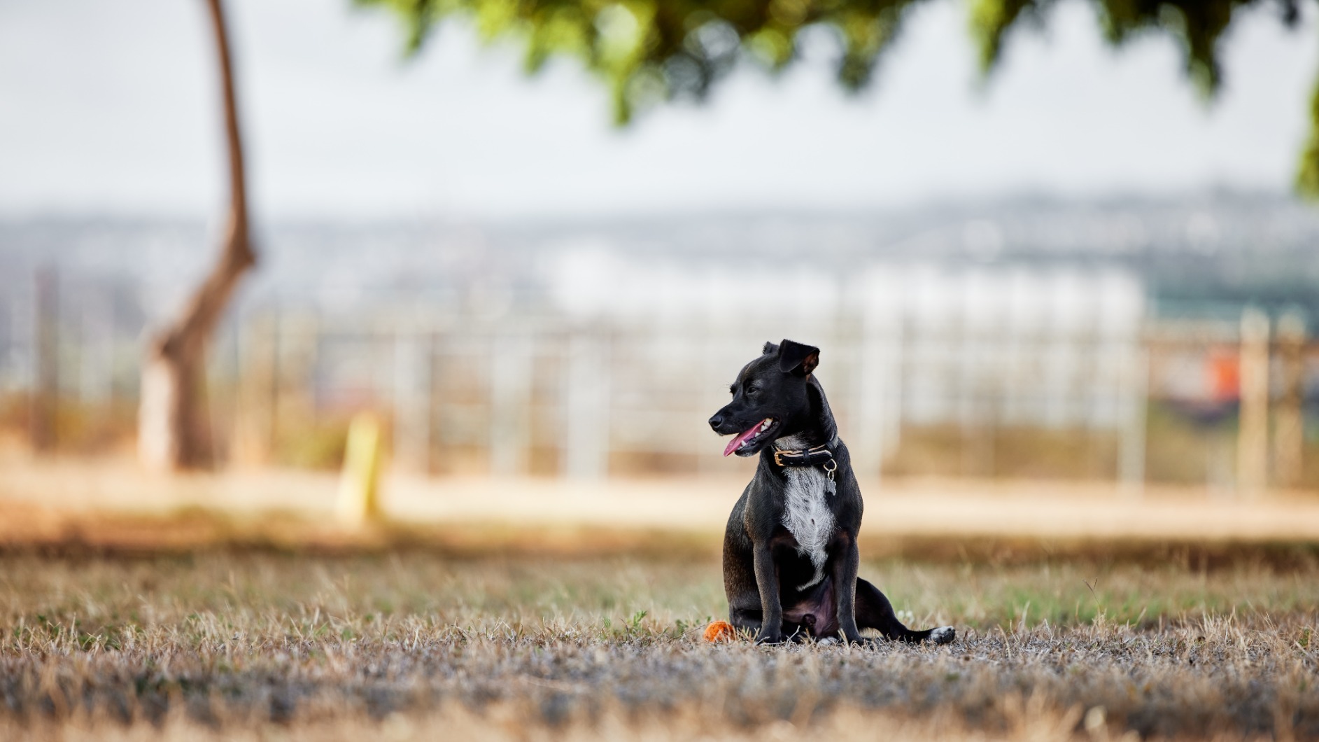 Canon RF70-200mm F2.8 L IS USM Lens customer photo 2