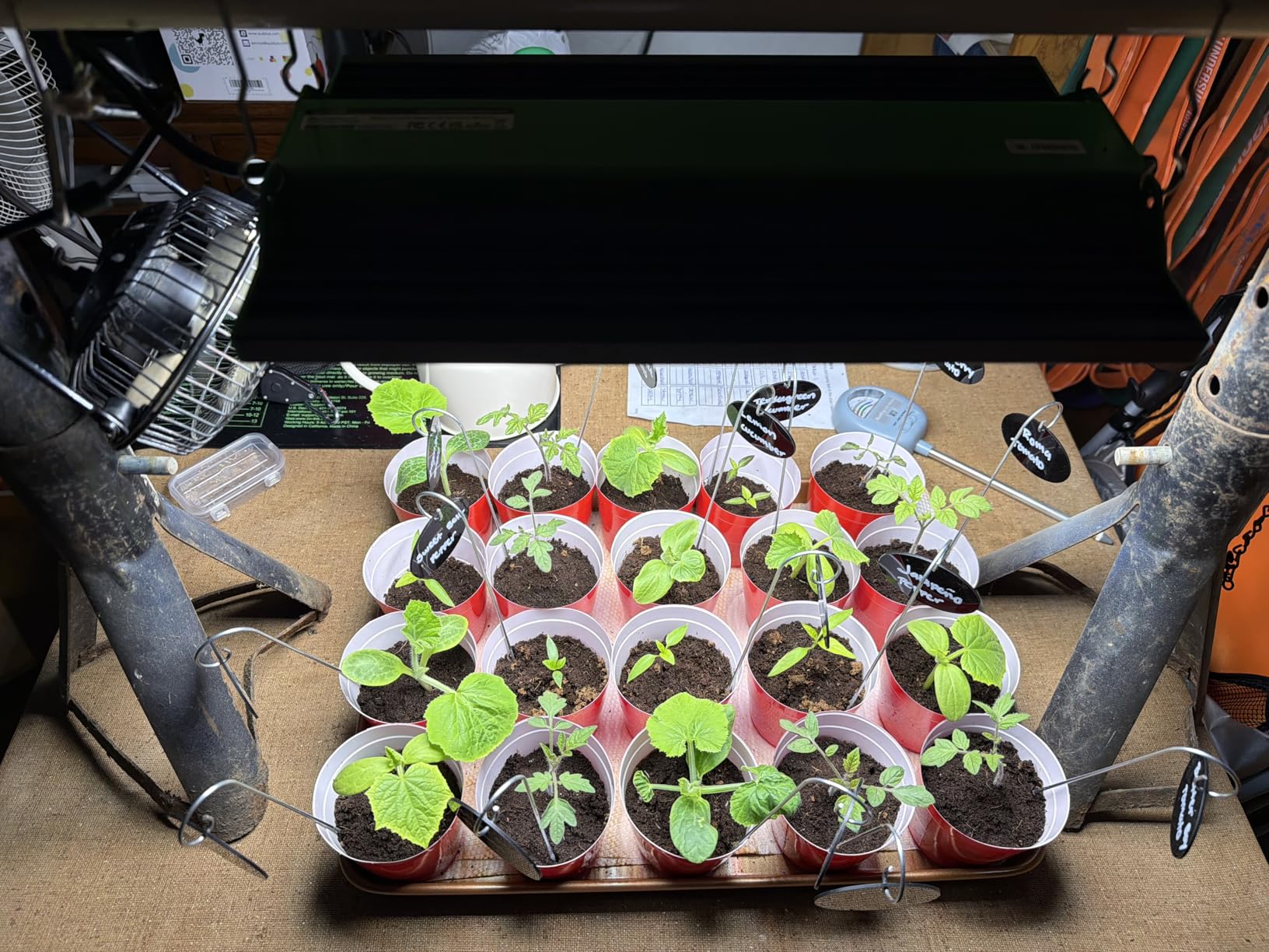 VIPARSPECTRA 100 Watt P1000 LED Grow Light for Seed Starting Vegetables Bloom, Dimmable Daisy Chain, Full Spectrum Lamp for 3x3/2x2 Grow Tent customer photo 1