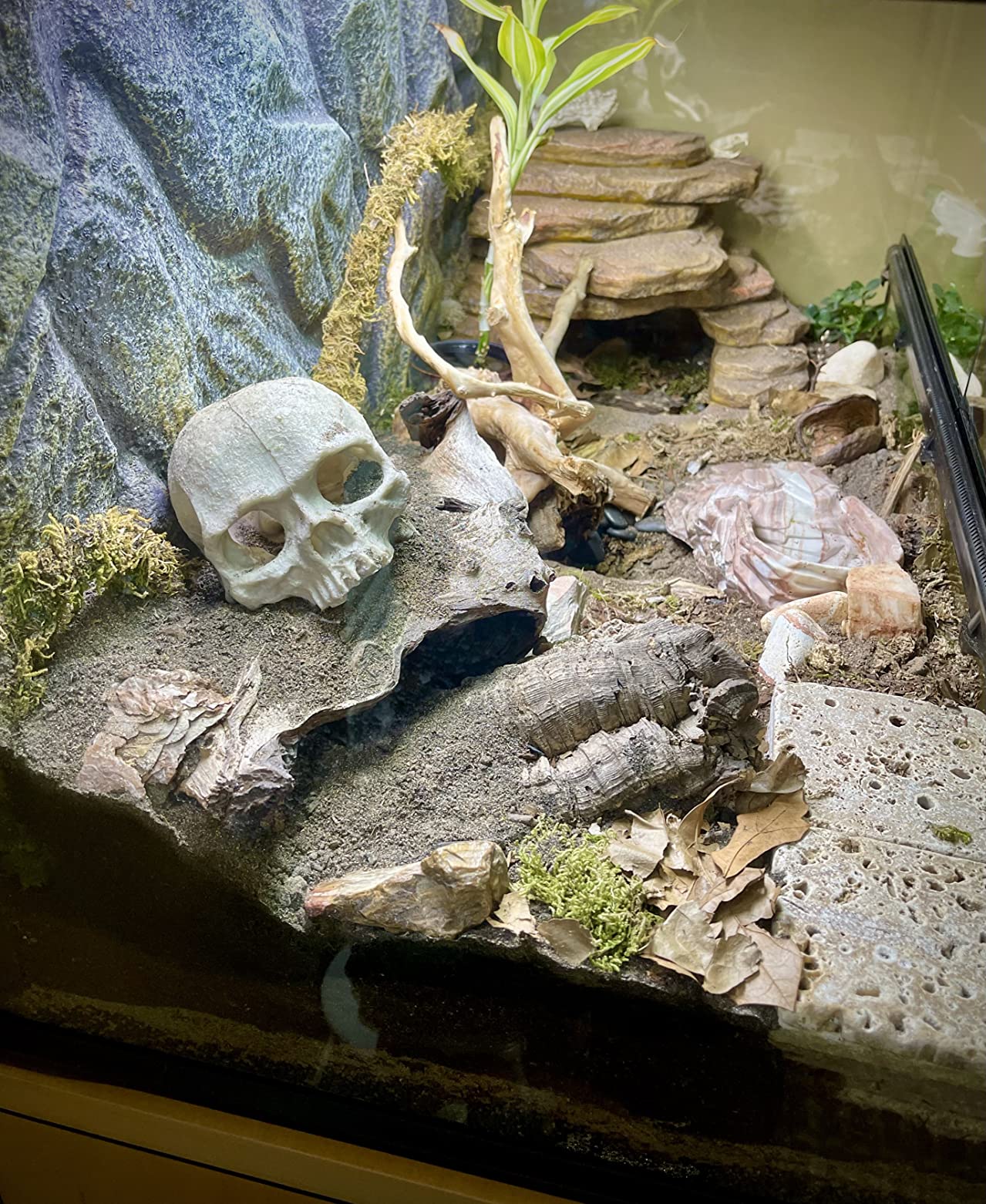Josh's Frogs BioBedding Desert Bioactive Substrate (10 Quart) customer photo 2