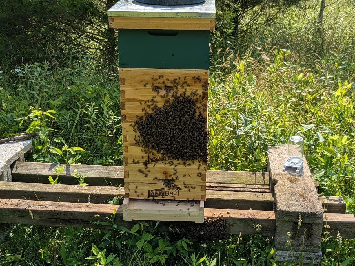 Honey Lake 8 Frame Beehive Starter Kit - Beeswax Coated Deep Beehive Box with Frames, Complete Beekeeping Kit for Beginners with Bee Smoker, Hive Tools, Brush, Gloves & Protective Veil Hat customer photo 1