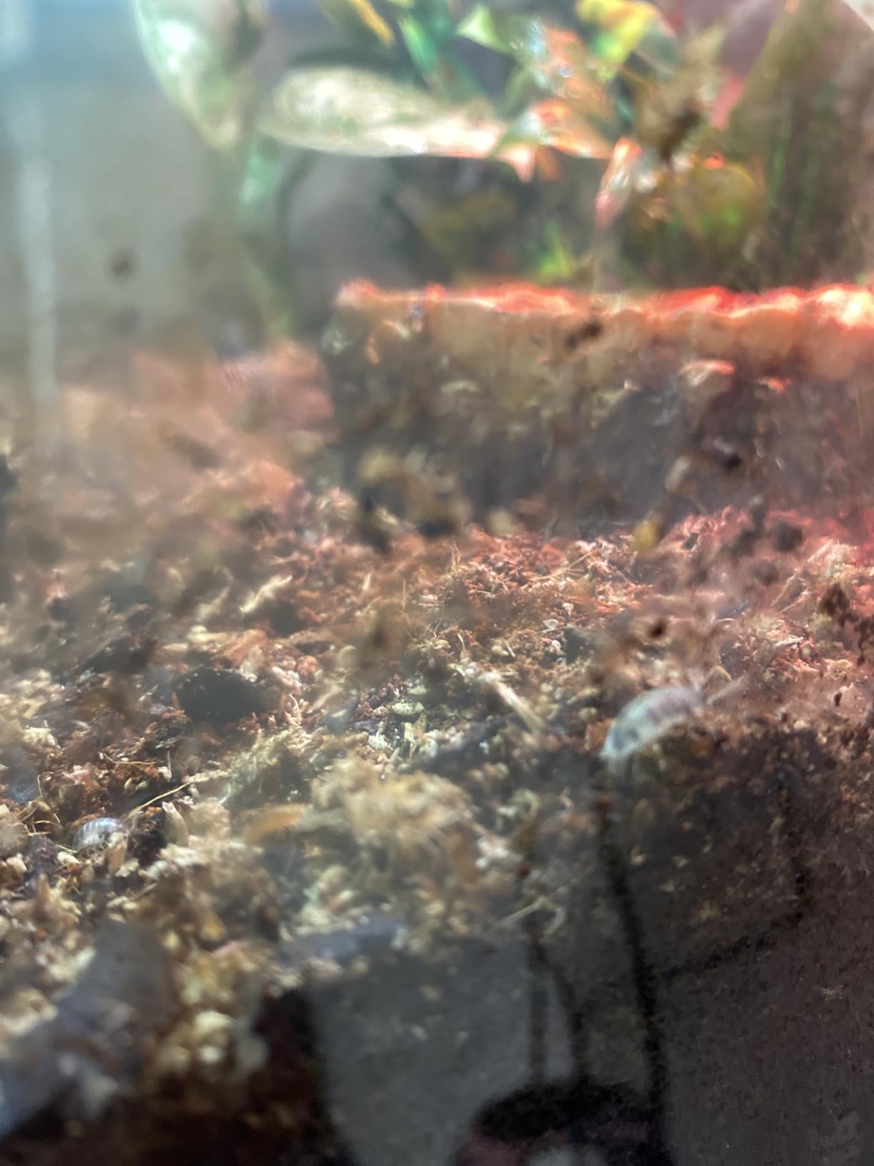 Josh's Frogs White's Tree Frog Vivarium Bioactive Plant Kit (18x18x24 Terrarium) | Bioactive customer photo 1