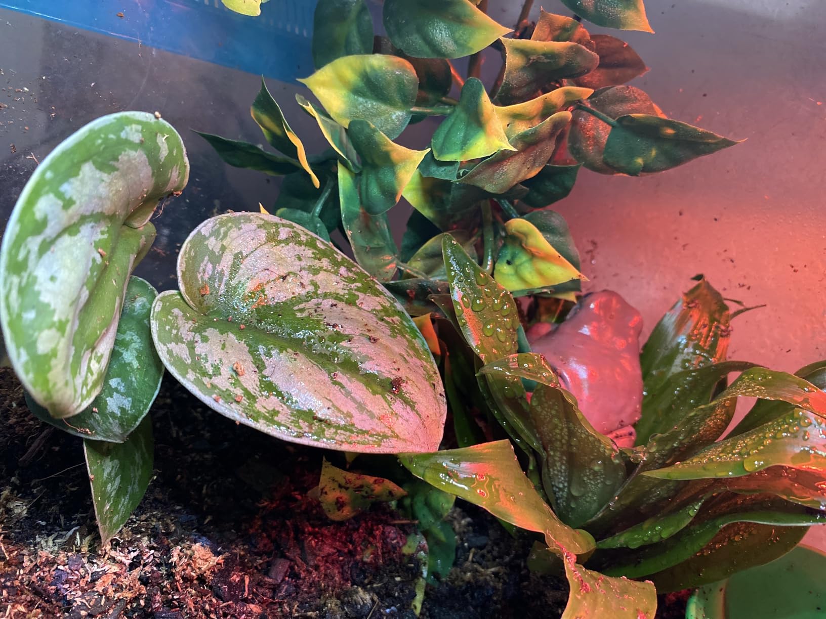Josh's Frogs White's Tree Frog Vivarium Bioactive Plant Kit (18x18x24 Terrarium) | Bioactive customer photo 2