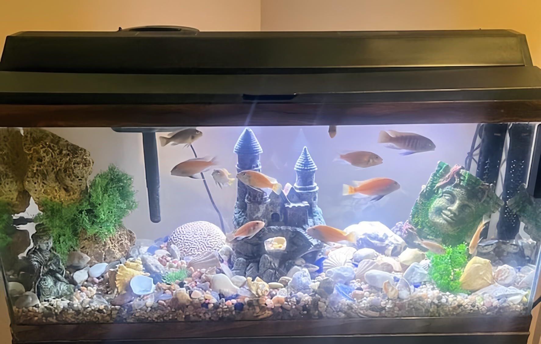 hygger 200w Aquarium Heater, Submersible Fish Tank Heater with Intelligent Temperature Control and Leaving Water Automatically Stop Heating System, for 20-40 Gallon Tanks customer photo 1