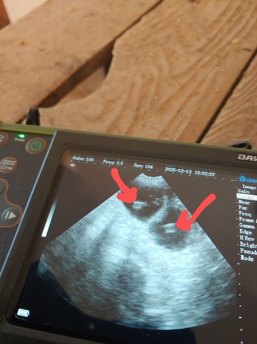 S0 Vet Ultrasound Machine for Pregnancy Veterinary Ultrasound Scanner with 3.5Mhz Convex Probe for Dog,Cat,Goat,Pig customer photo 2