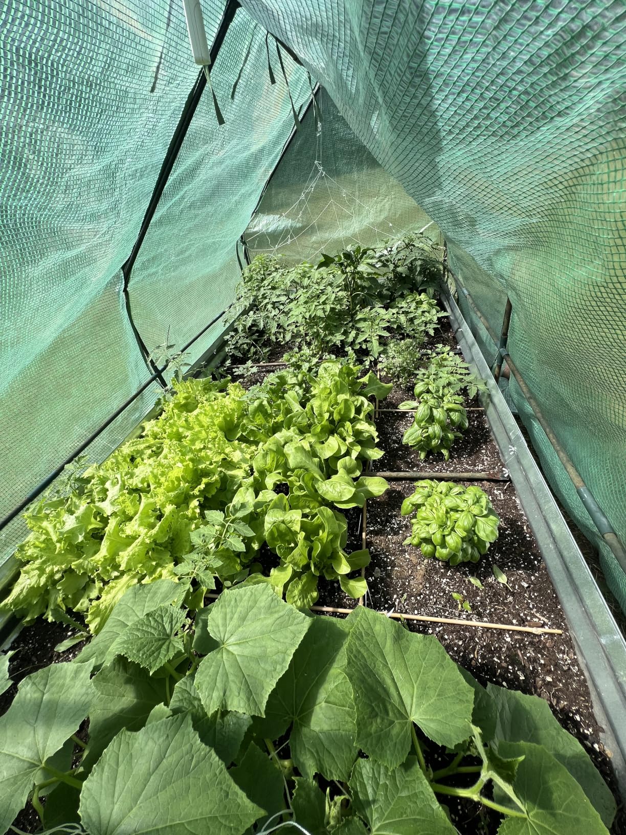 Ohuhu Raised Garden Bed with Cover Outdoor, 4x2x1 FT Galvanized Metal Planter Box with PVC Greenhouse Cover, Protects Plants from Frost Birds Insects, 3-in-1 Gardening Set for Vegetable Flower Herb customer photo 1