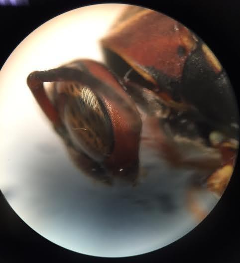 AmScope SE305R-PZ Forward Binocular Stereo Microscope, WF10x and WF20x | 10X-60X Magnification Range customer photo 1