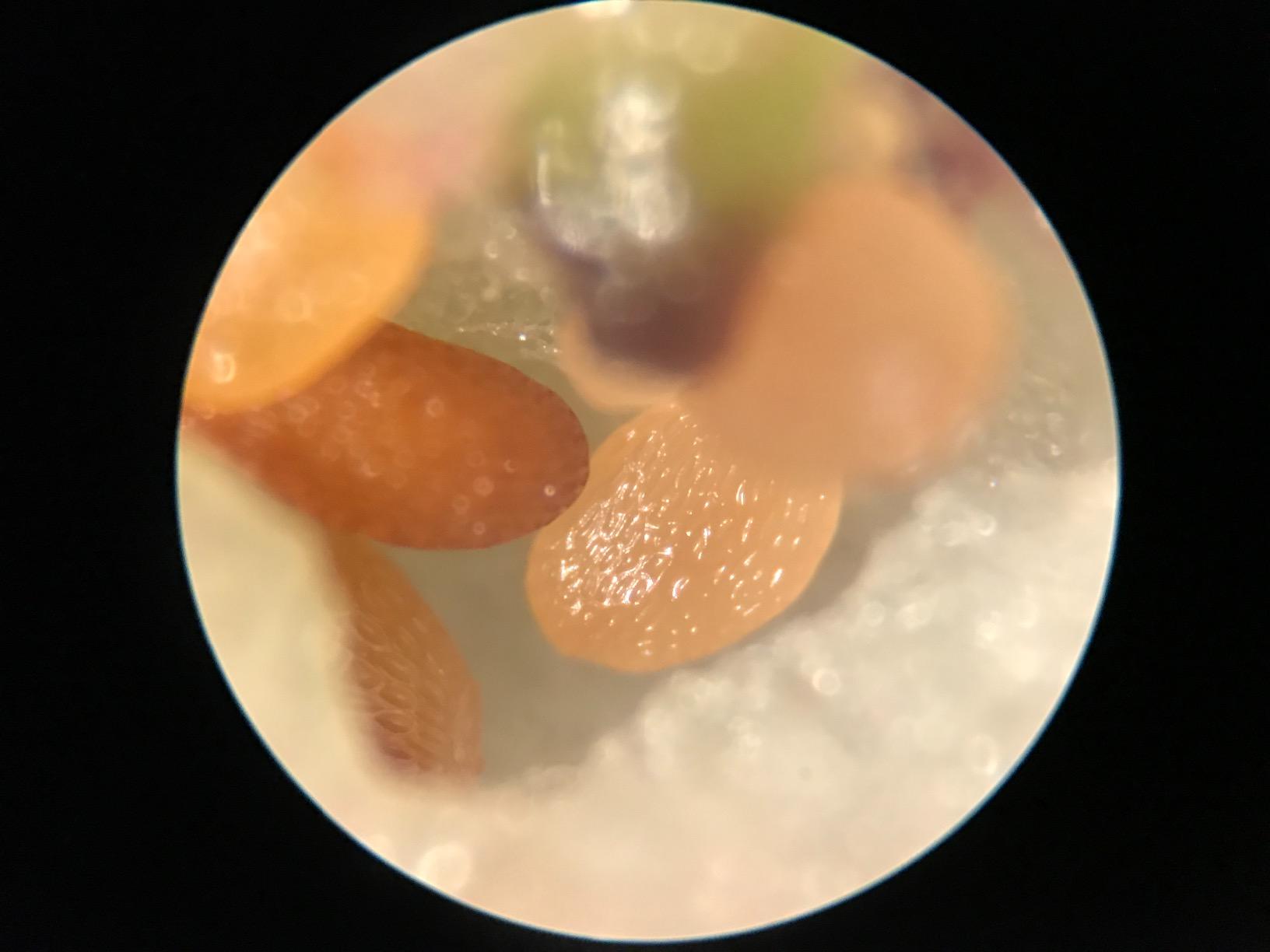AmScope SE306R-P20 Forward-Mounted Binocular Stereo Microscope, WF20x | 40X & 80X Magnification customer photo 2