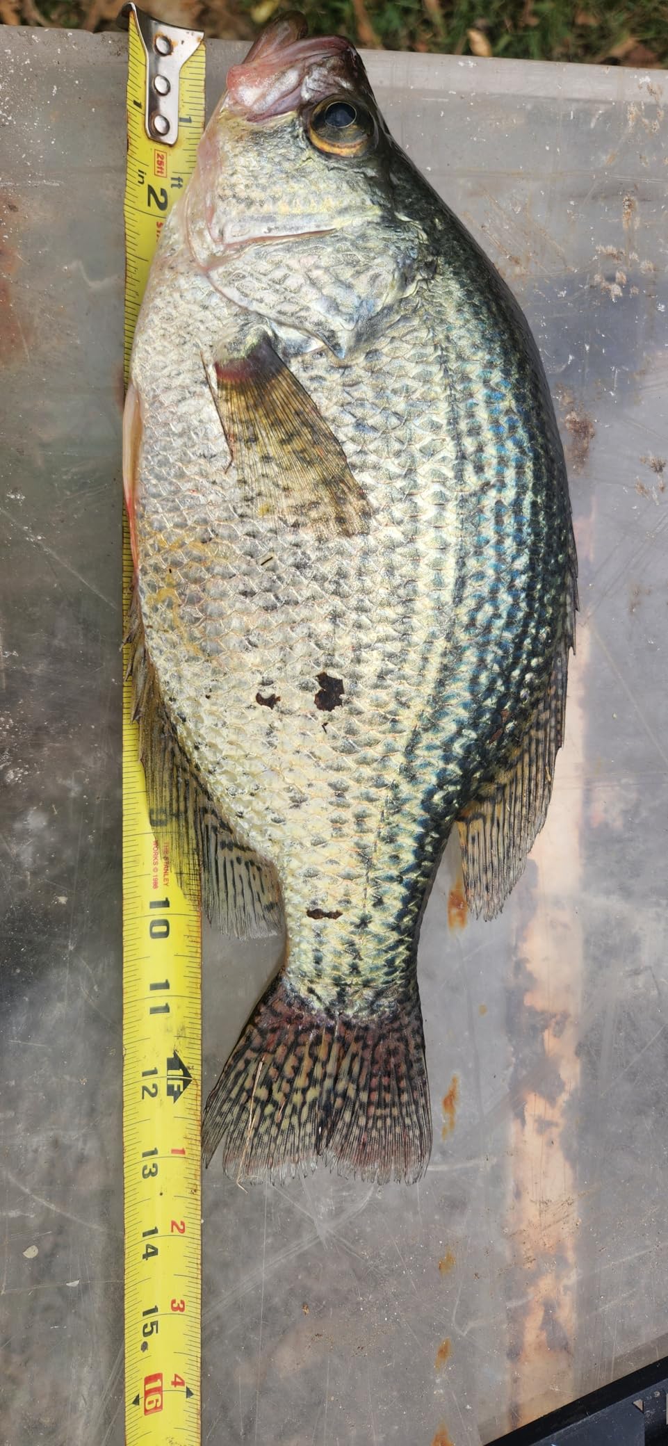 Berkley Lightning Rod Spinning Combo customer photo 1