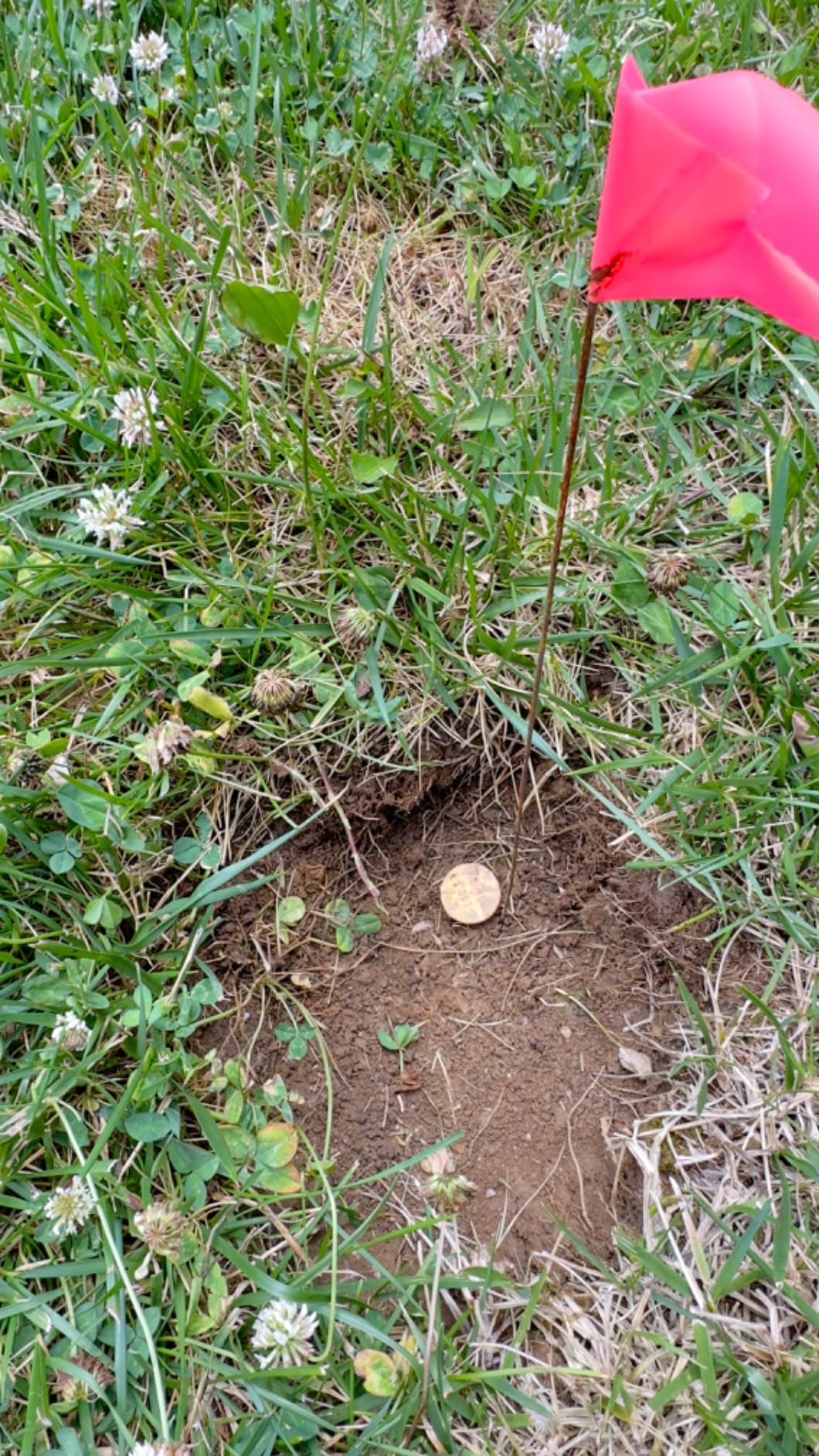 Garrett Pro-Pointer AT Z-Lynk Wireless Pinpointer, Orange customer photo 2