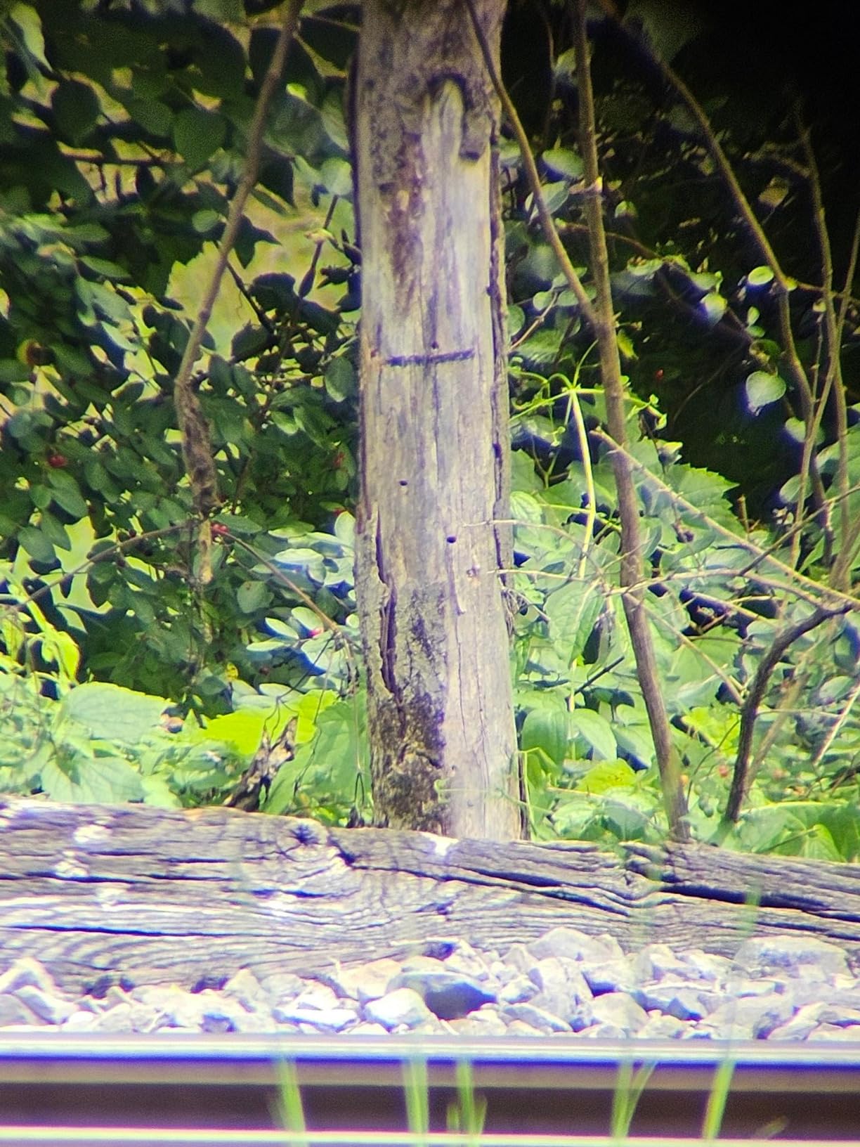 Gosky Flagship DiamondEdge Spotting Scope 20-60x80 for Bird Watching | Waterproof Spotter Scope with Tripod, Phone Adapter, Carrying Bag - BAK4 High Definition for Target Shooting Wildlife Viewing customer photo 1