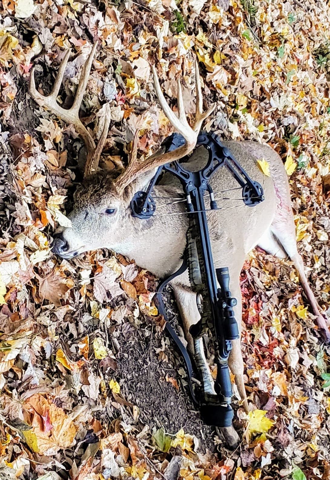 Barnett Whitetail Series Crossbow Package - Hunting Crossbows with 4x32 Scope, Arrows, Quiver & Cocking Device Options - Multiple Models & Configurations customer photo 1