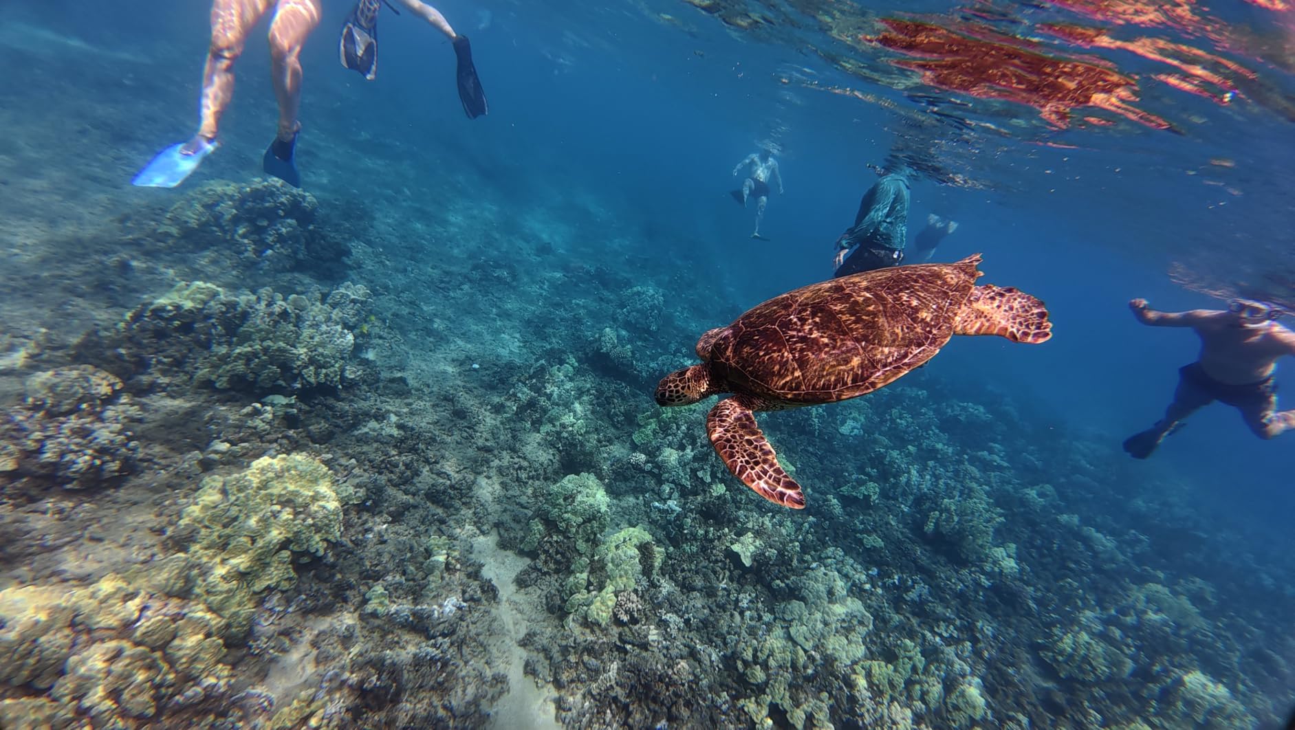 TELESIN Waterproof Case for DJI Action 5 Pro / Action 4 / 3 Camera, with Anti-Fog Underwater Housing Shell Cage, 60M/196FT Deep Diving customer photo 1
