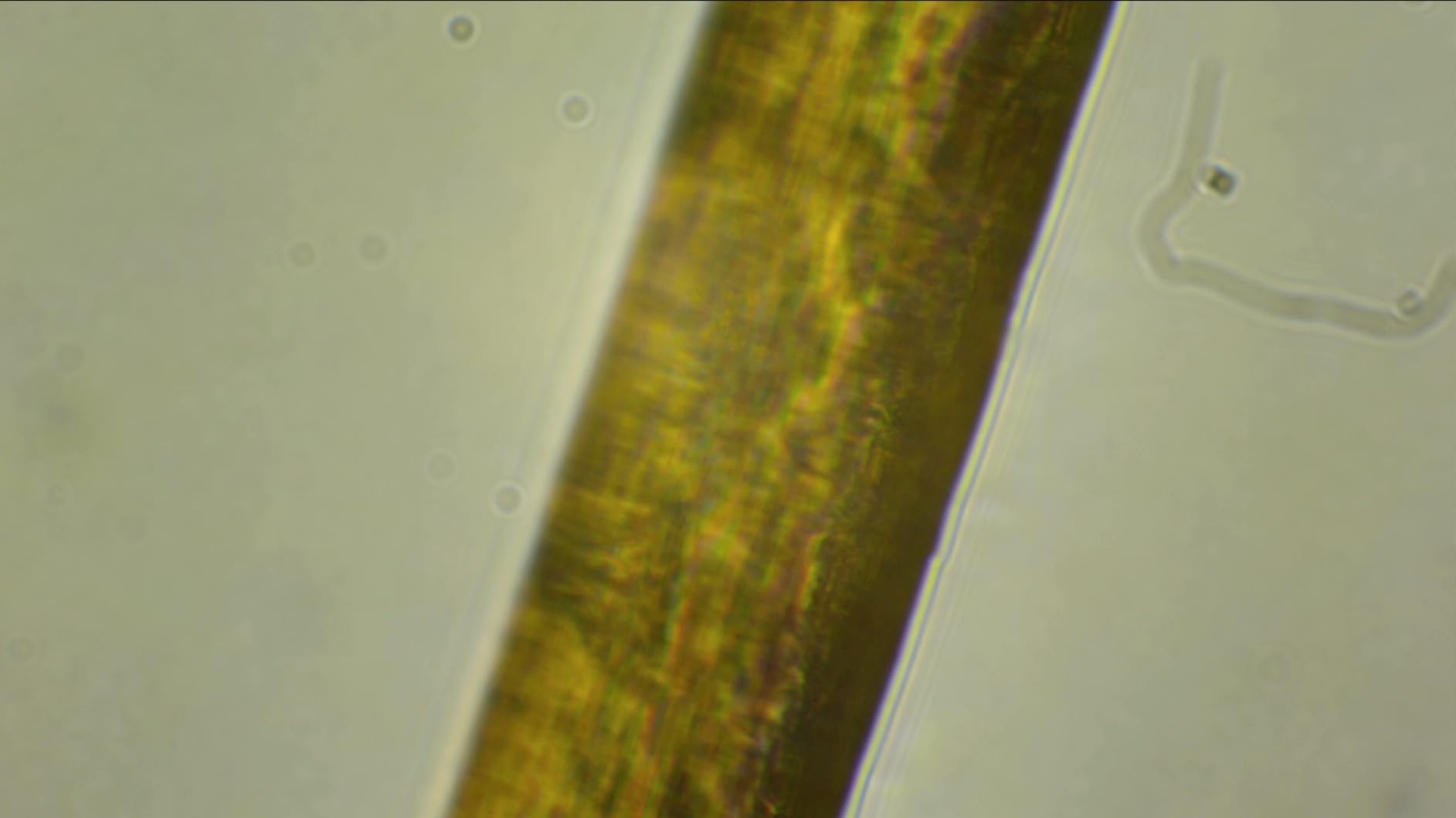 ZEEGOO Microscope Slides and Covers, 50 Slides + 100 Coverslips, Pre-Cleaned, Safe Ground Edges customer photo 2