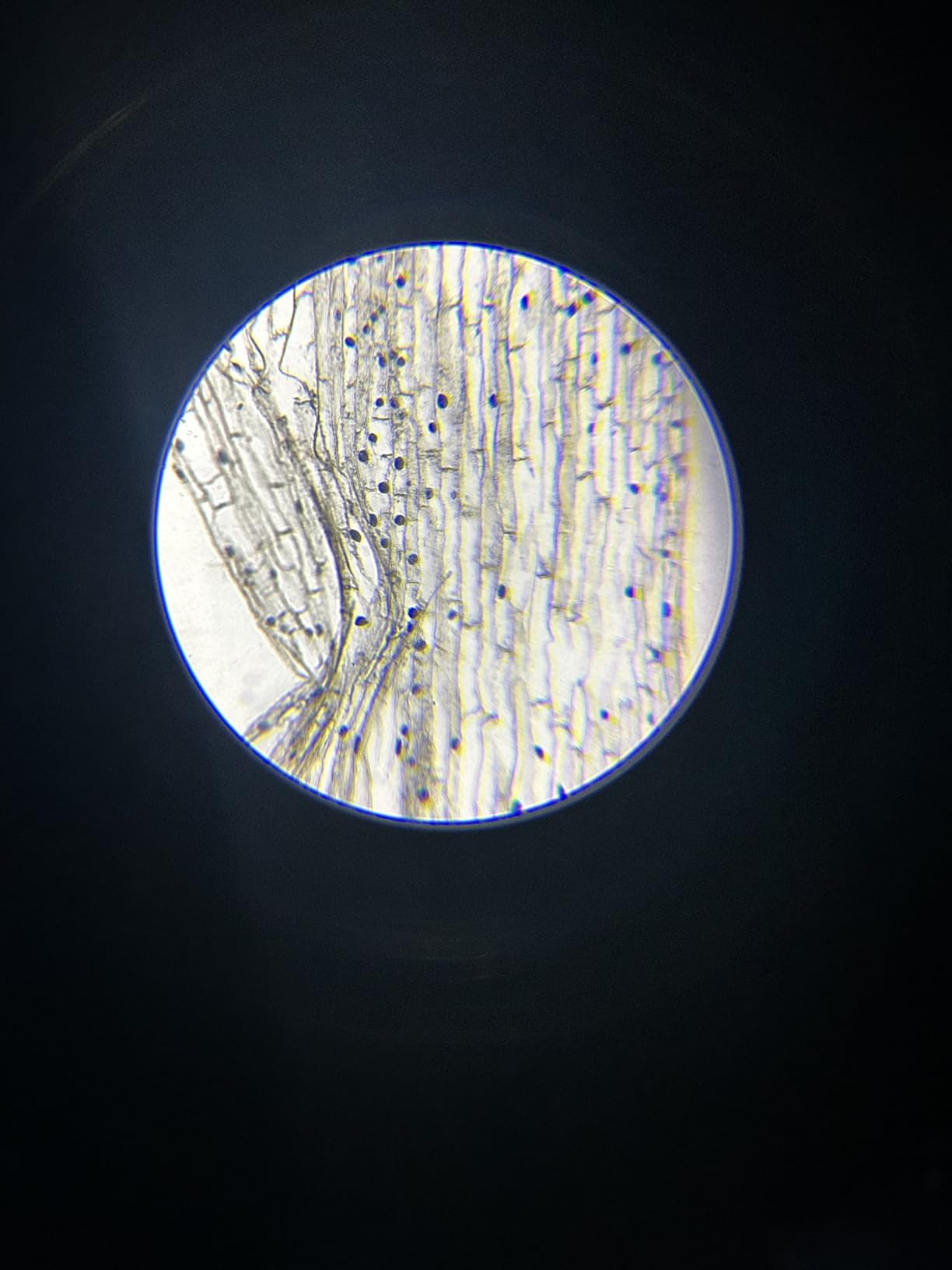 Compound Binocular Microscope for Adults, Professionals & Kids, 40X-2000X Magnification with LED Illumination, Mechanical Stage, WF10x & WF25x Eyepieces customer photo 2